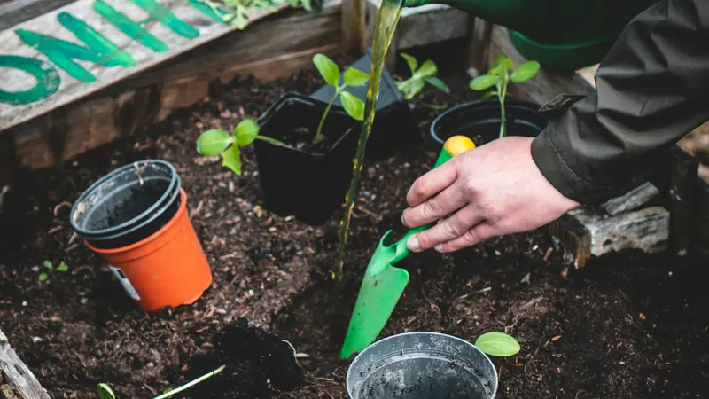 A gardener planting seedlings in a raised garden bed