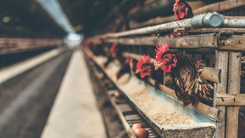Chickens inside poultry housing on a farm